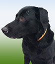 benji5-copy.jpg
